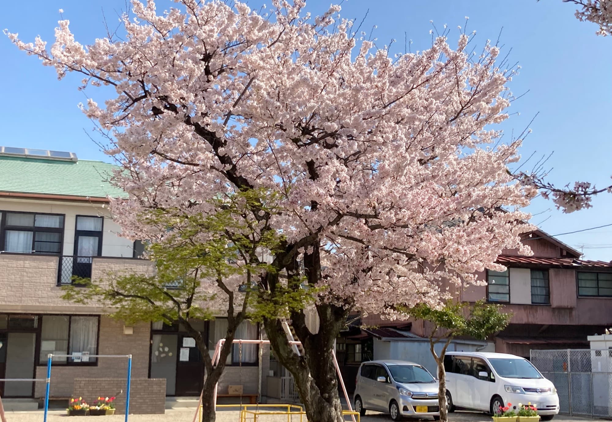満開に花を咲かせる園庭の桜と、寄附した2台の車両